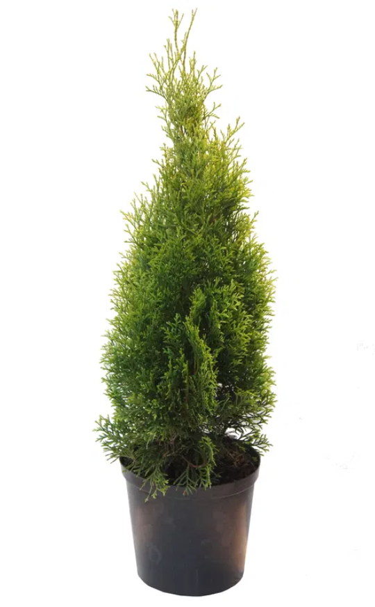 Lauko augalas tuja, Ø 26, 120 - 140 cm, lot. Thuja Smaragd-0
