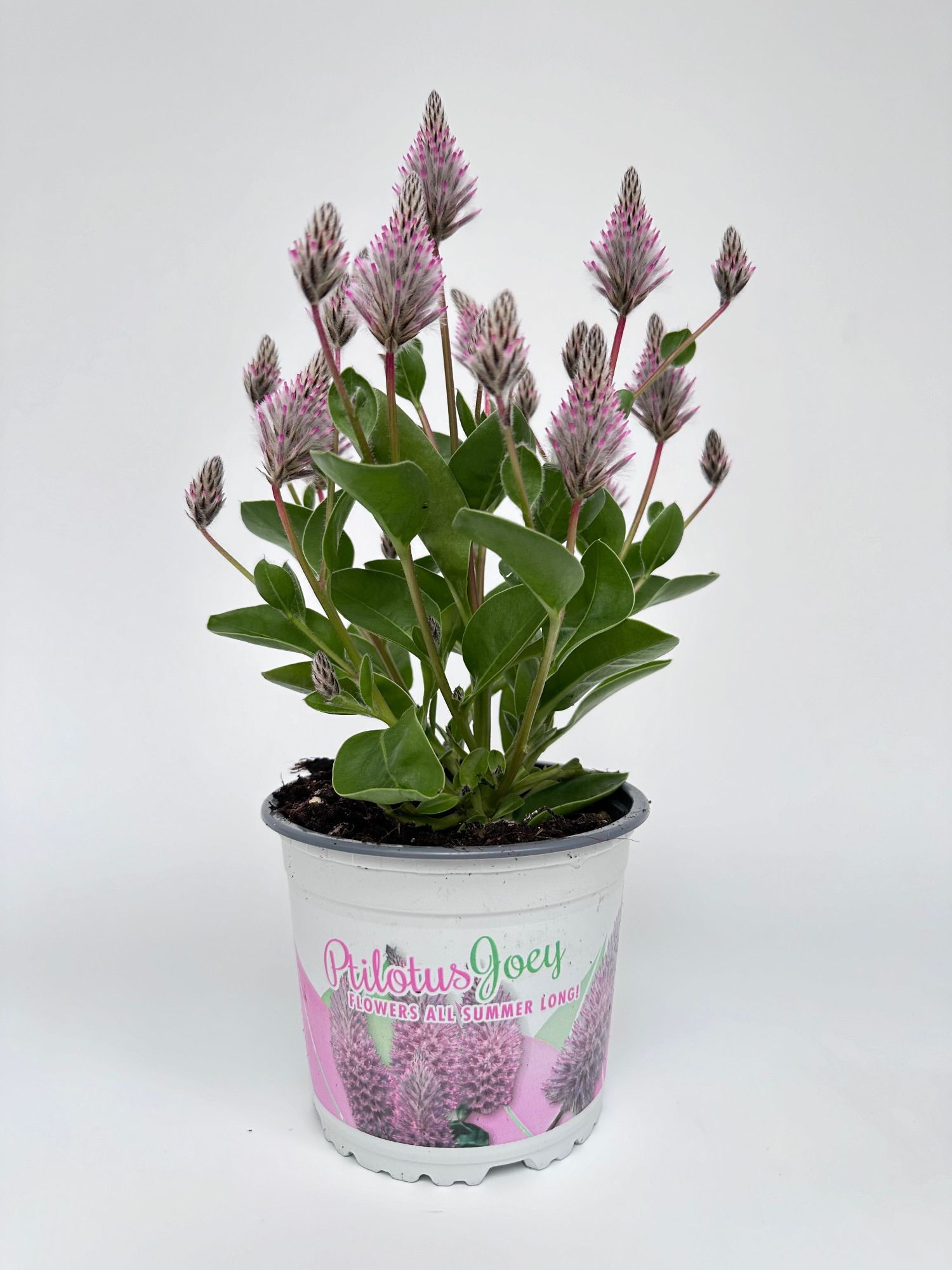 Lauko augalas pūkuotasis uodegažiedis, daugiametis, Ø 13, 30 cm, lot. Ptilotus Joey-0