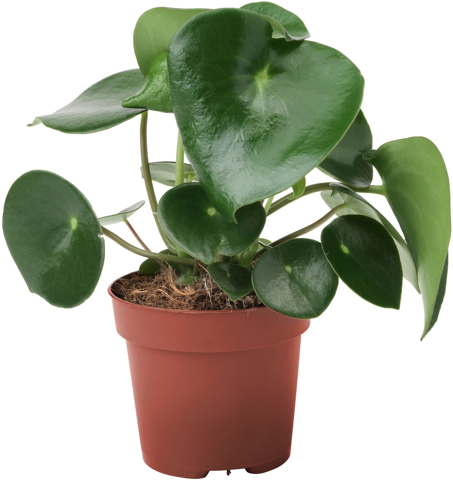 Vazoninis augalas peperomija, Ø 10,5, 15 cm, lot. PEPEROMIA - 1