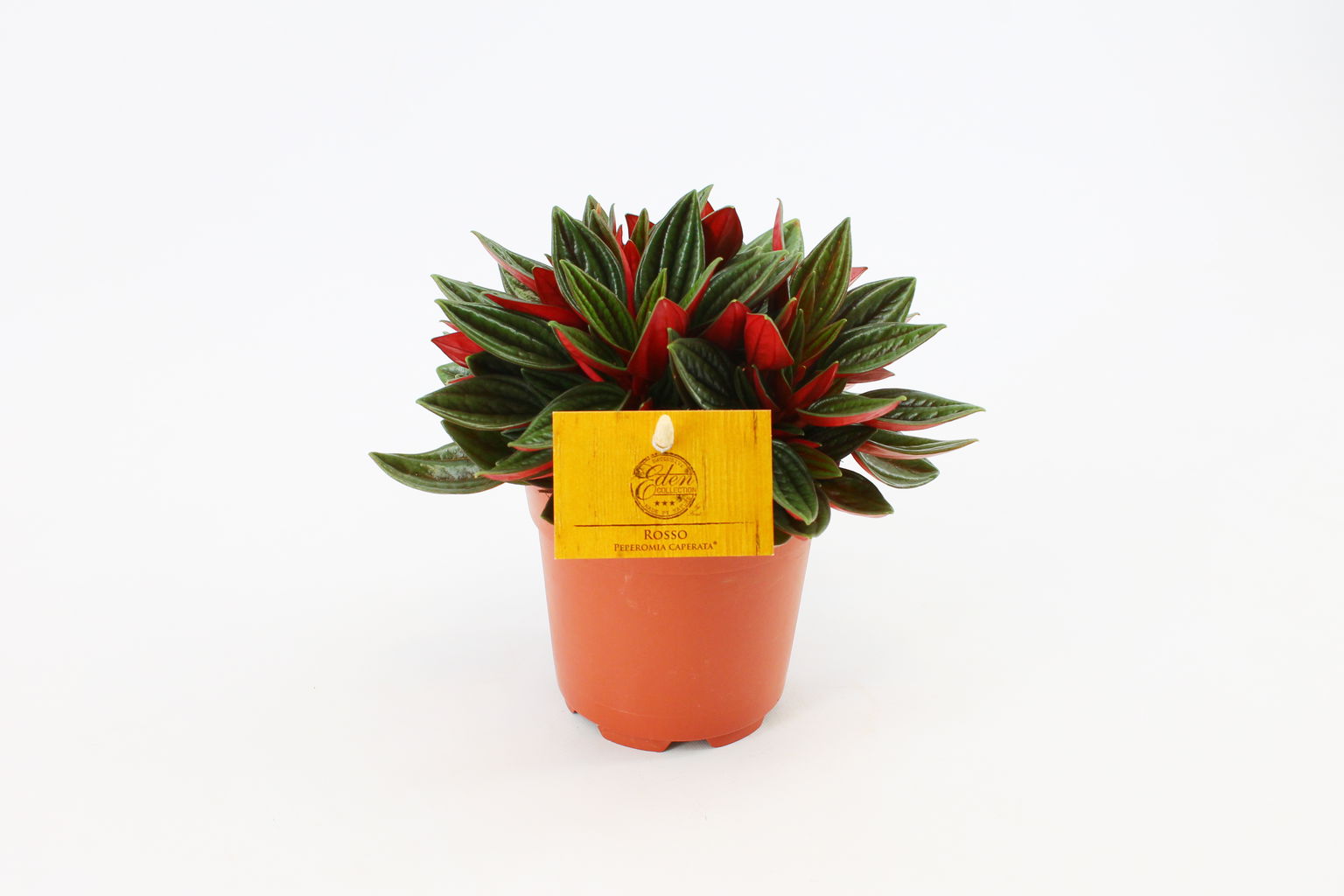 Vazoninis augalas peperomija, Ø 10,5, 15 cm, lot. PEPEROMIA - 2