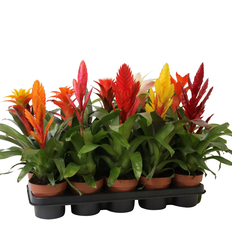 Bromelia's kopen? De NR1 Bromelia's van de allerbeste kweker