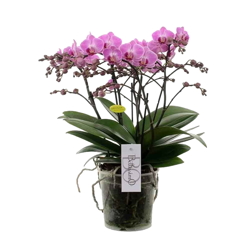 Vazoninis augalas orchidėja, Ø 14, 80 cm, lot. VANDA-0