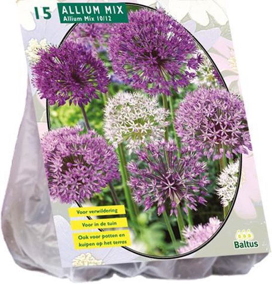 Dekoratyvinio česnako svogūnėliai, lot. ALLIUM MIX PAARS-WIT, 15 vnt-0