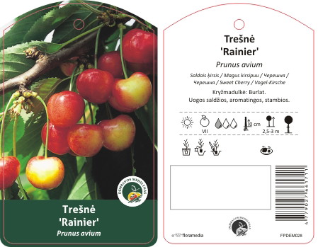 Vaismedis trešnė RAINER, lot. PRUNUS AVIUM-0