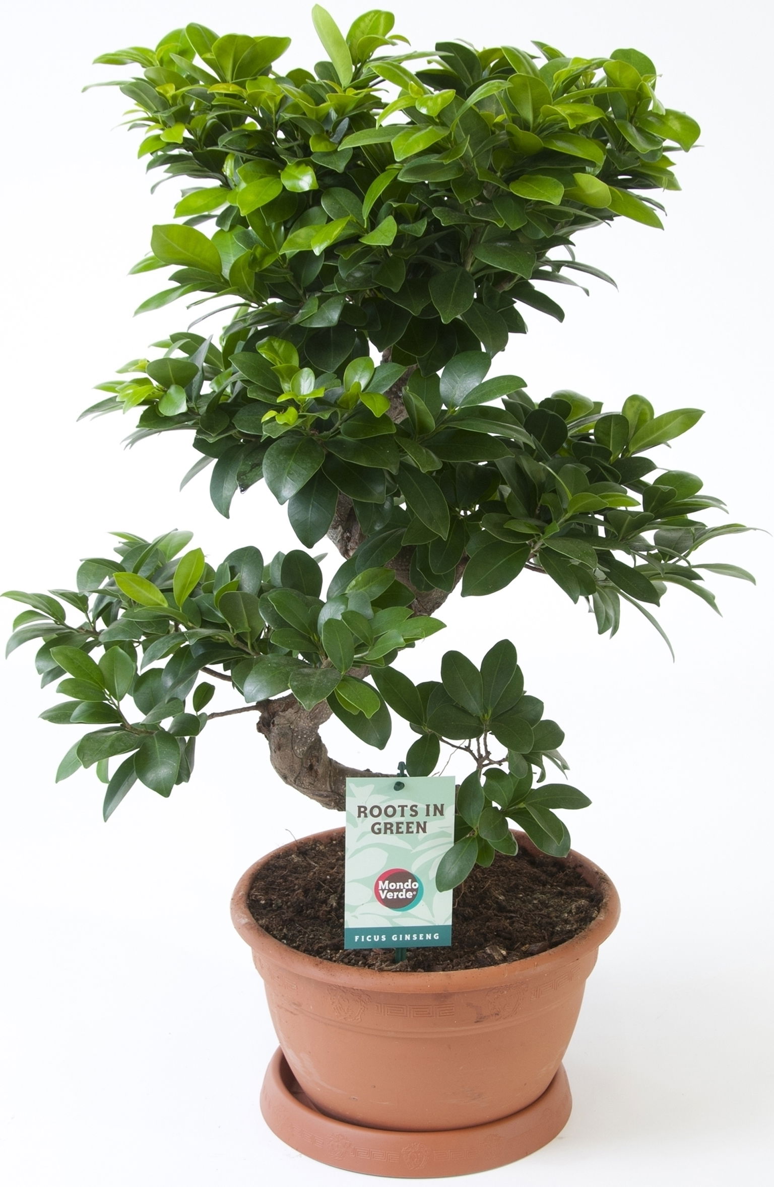 Vazoninis augalas bonsas, Ø 27, 70 cm, lot. FICUS GINSENG S TYPE
