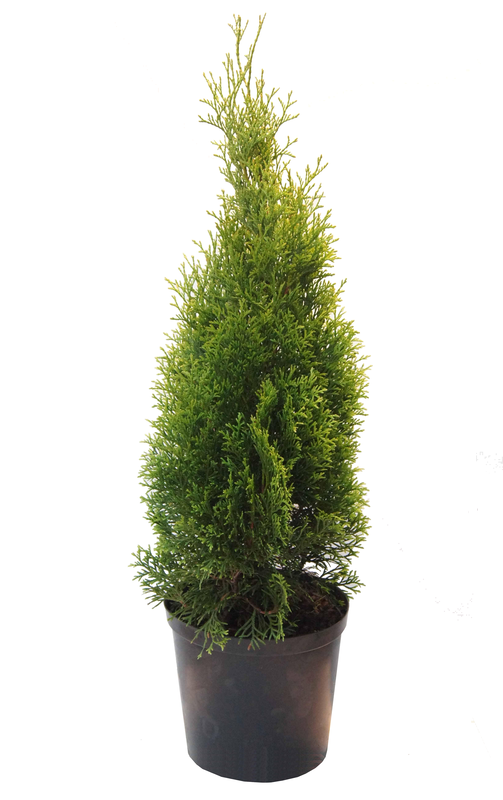 Lauko augalas tuja, auginta vazone, Ø 17, 40 - 60 cm, lot. Thuja Smaragd-0