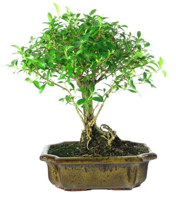 Vazoninis augalas bonsas, Ø 12, 35 cm, lot. FICUS GINSENG