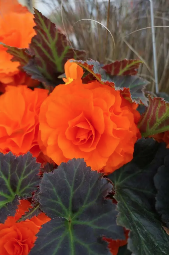 Lauko augalas begonija, Ø 10, lot. BEGONIA NON STOP - 3