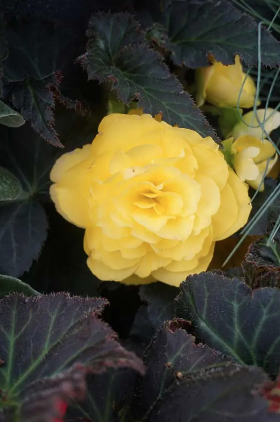 Lauko augalas begonija, Ø 10, lot. BEGONIA NON STOP-1