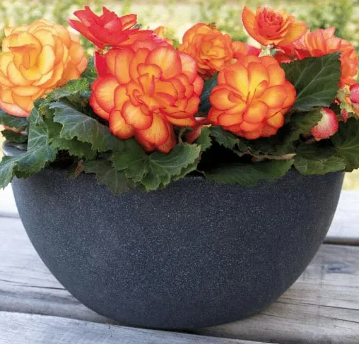 Lauko augalas begonija, Ø 10, lot. BEGONIA NON STOP - 5