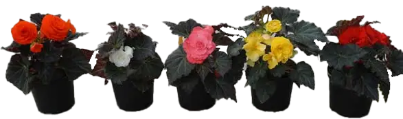 Lauko augalas begonija, Ø 10, lot. BEGONIA NON STOP-0