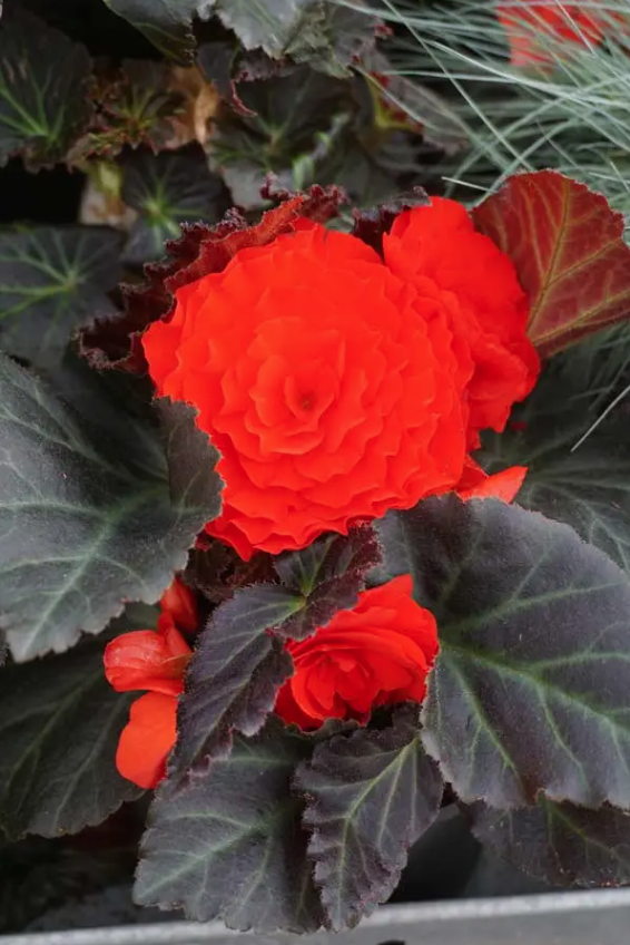 Lauko augalas begonija, Ø 10, lot. BEGONIA NON STOP - 4
