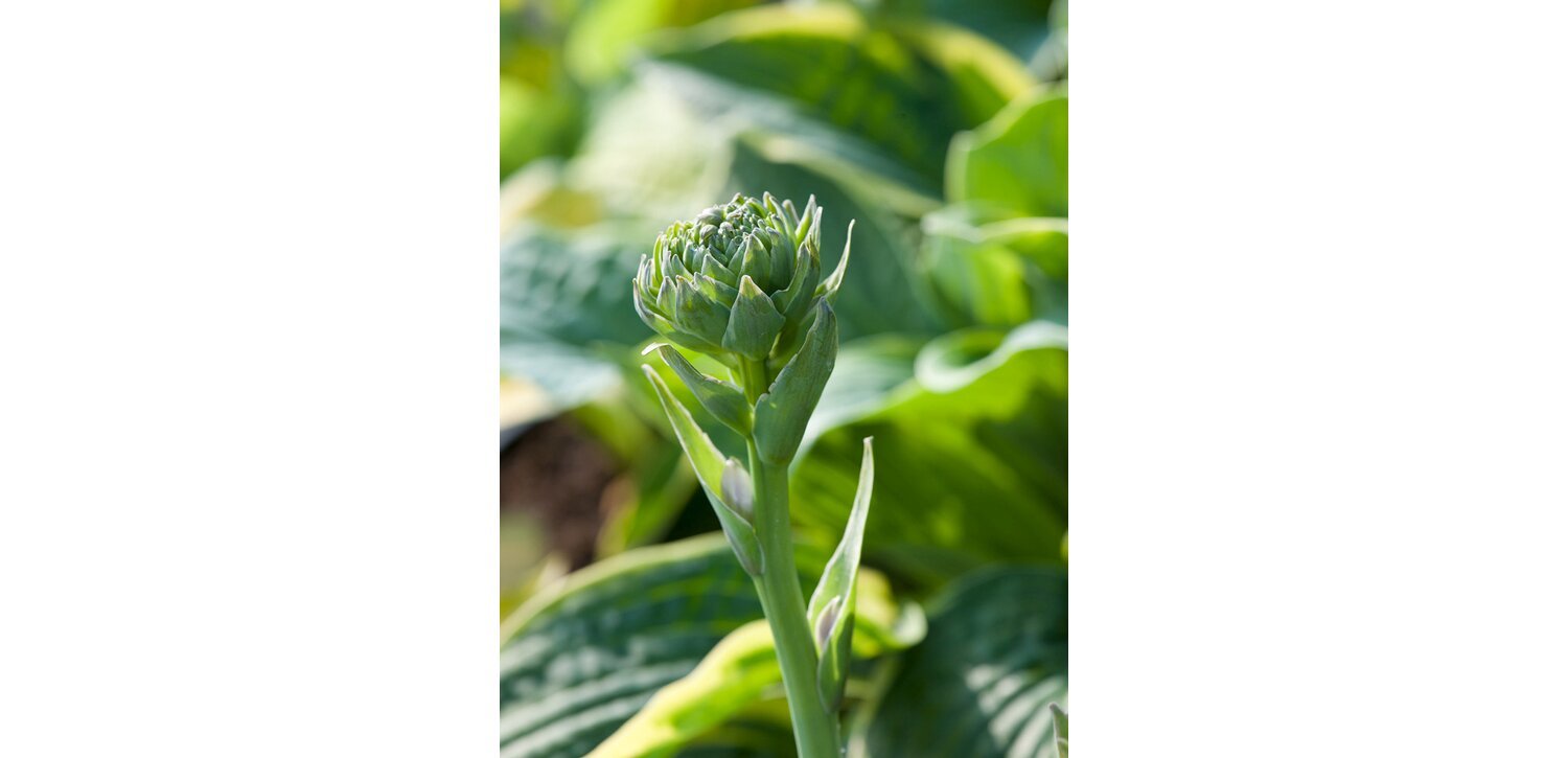 Lauko augalas Melsvė, Ø 17, 30 cm, lot. Hosta - 2