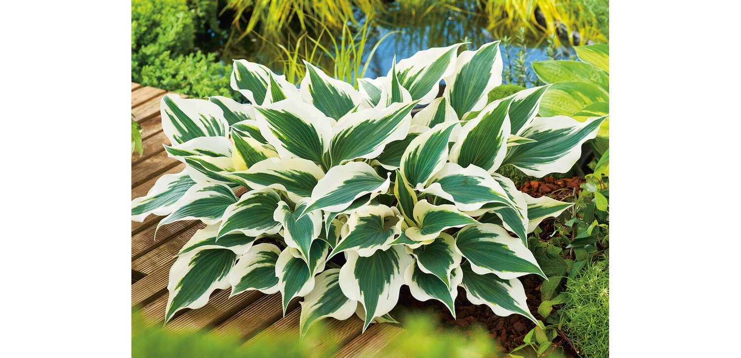 Lauko augalas Melsvė, Ø 17, 30 cm, lot. Hosta - 3