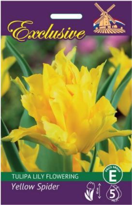 Tulpių svogūnėliai, lot. TULIPA YELLOW SPIDER, 5 vnt.-0
