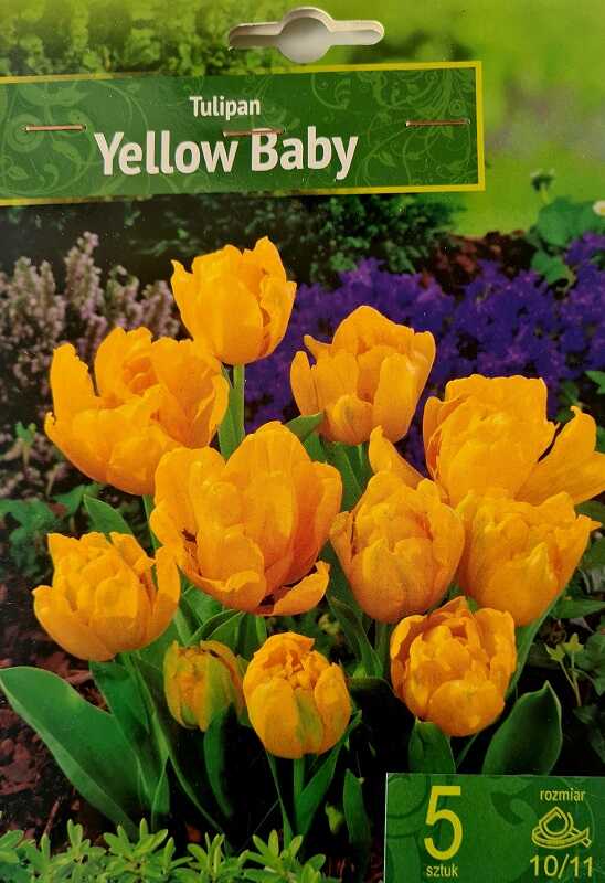 Tulpių svogūnėliai, lot. TULIPA YELLOW BABY, 5 vnt-0