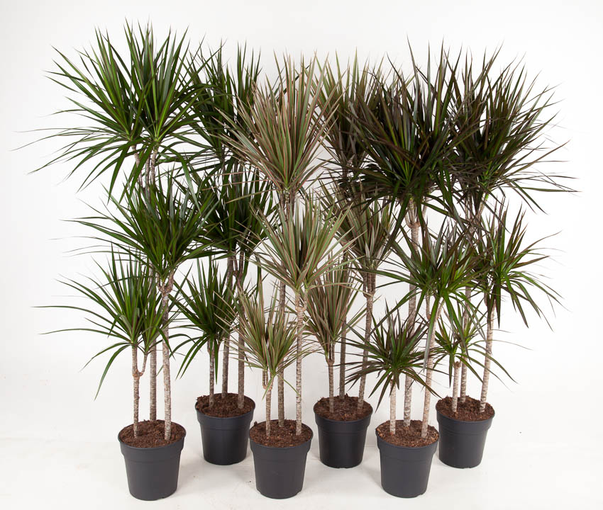 Vazoninis augalas dracena, Ø 24, 150 cm, lot. DRACAENA MIX-0