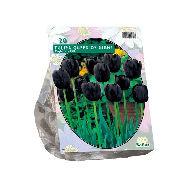 Tulpių svogūnėliai, lot. TULIPA QEEN OF THE NIGHT, 10 vnt-0