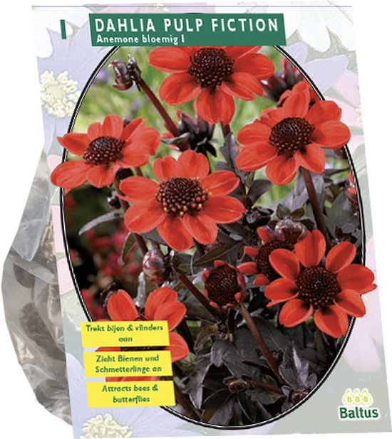 Jurginų svogūnėlis, lot. DAHLIA PULP FICTION, 1 vnt-0