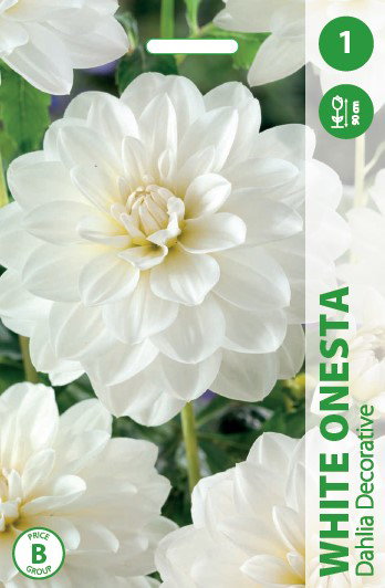 Jurginų svogūnėlis, lot. DAHLIA WHITE, 1 vnt-0