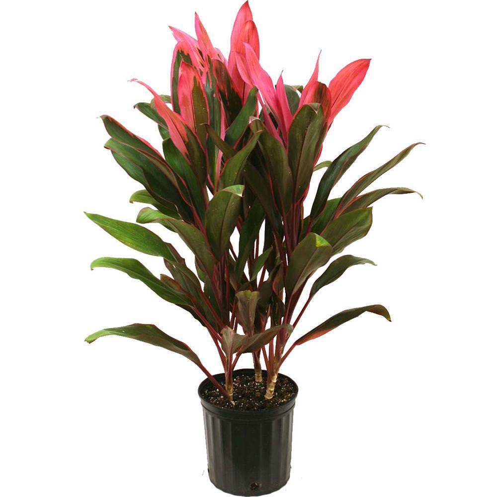 Vazoninis augalas kordilina, Ø 12, 40 cm, lot. CORDYLINE MIX-0