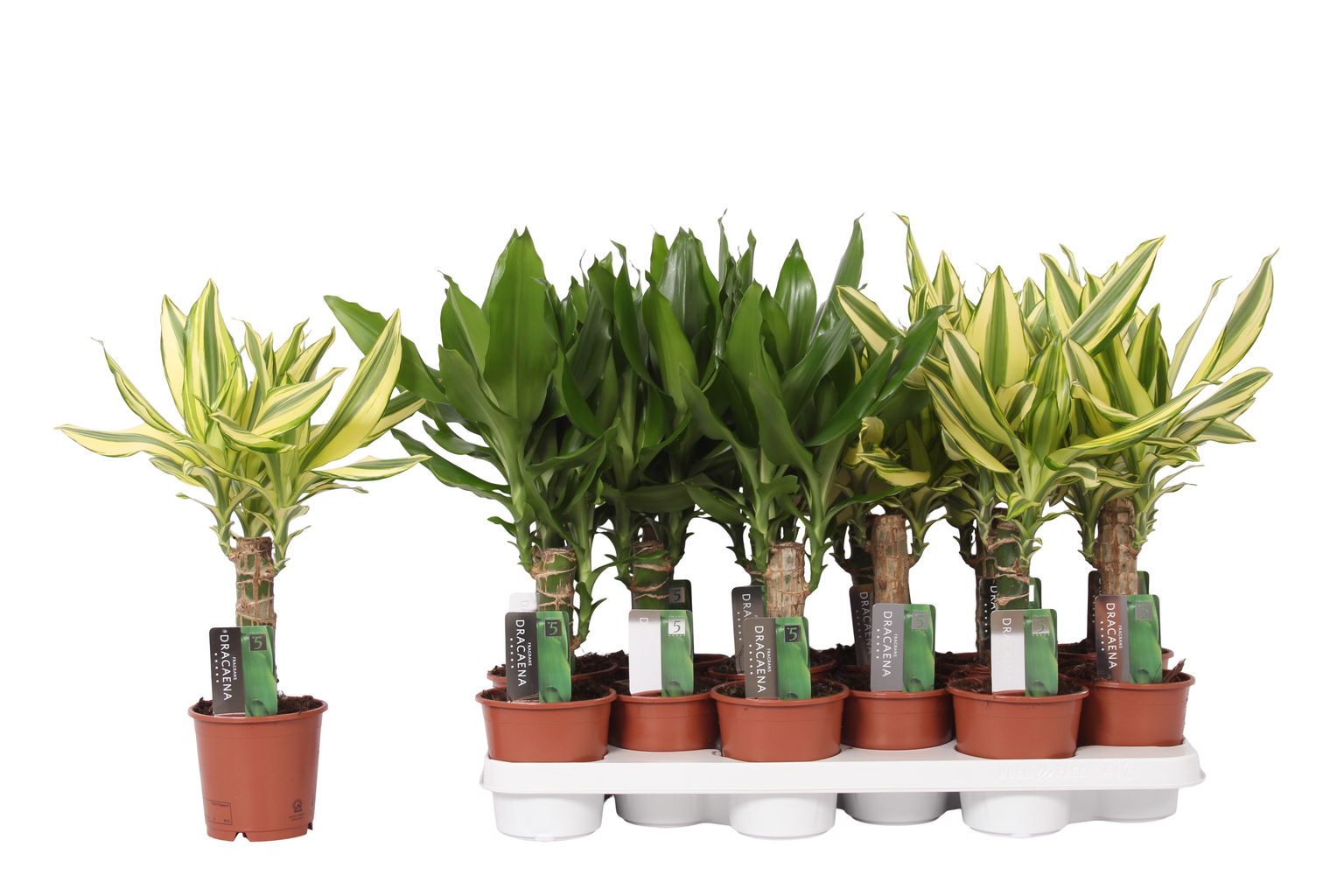 Vazoninis augalas dracena, Ø 11, 40 cm, lot. DRACAENA Fragrans mix-0