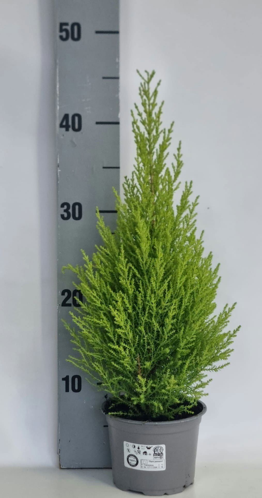 Lauko augalas kiparisas, Ø 12, 45 cm, lot. CUPRESSUS GOLDC WILMA-0