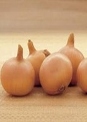 Svogūnų sodinukai SETTON, 14 - 21 mm, 1 kg