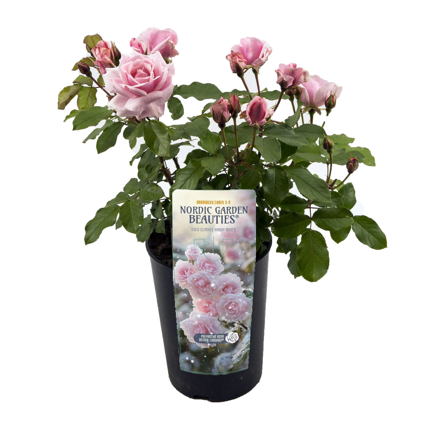 Lauko augalas rožė, Ø 17, 30 - 35 cm, lot. Nordic Beauties Shrub Roses mix-0