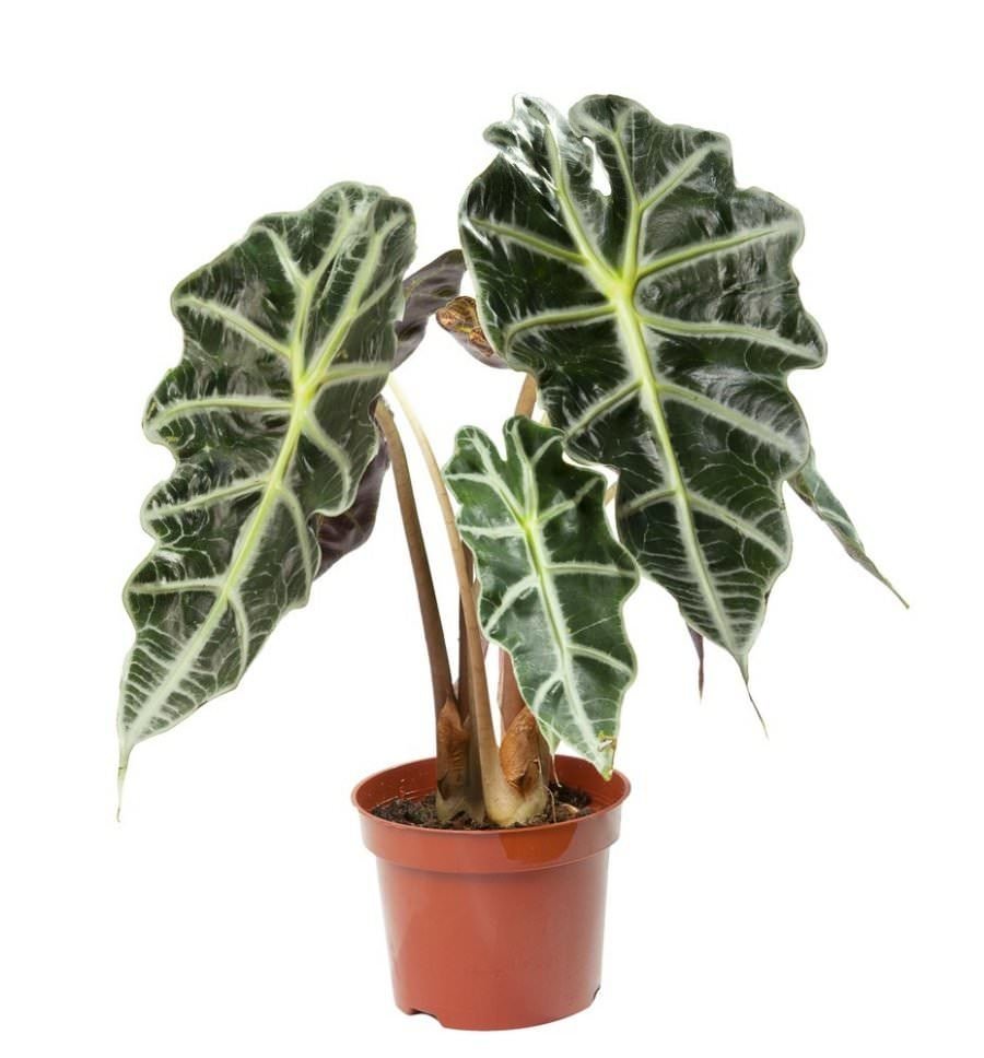 Vazoninis augalas alokazija, Ø 17, 50 cm, lot. ALOCASIA POLLY