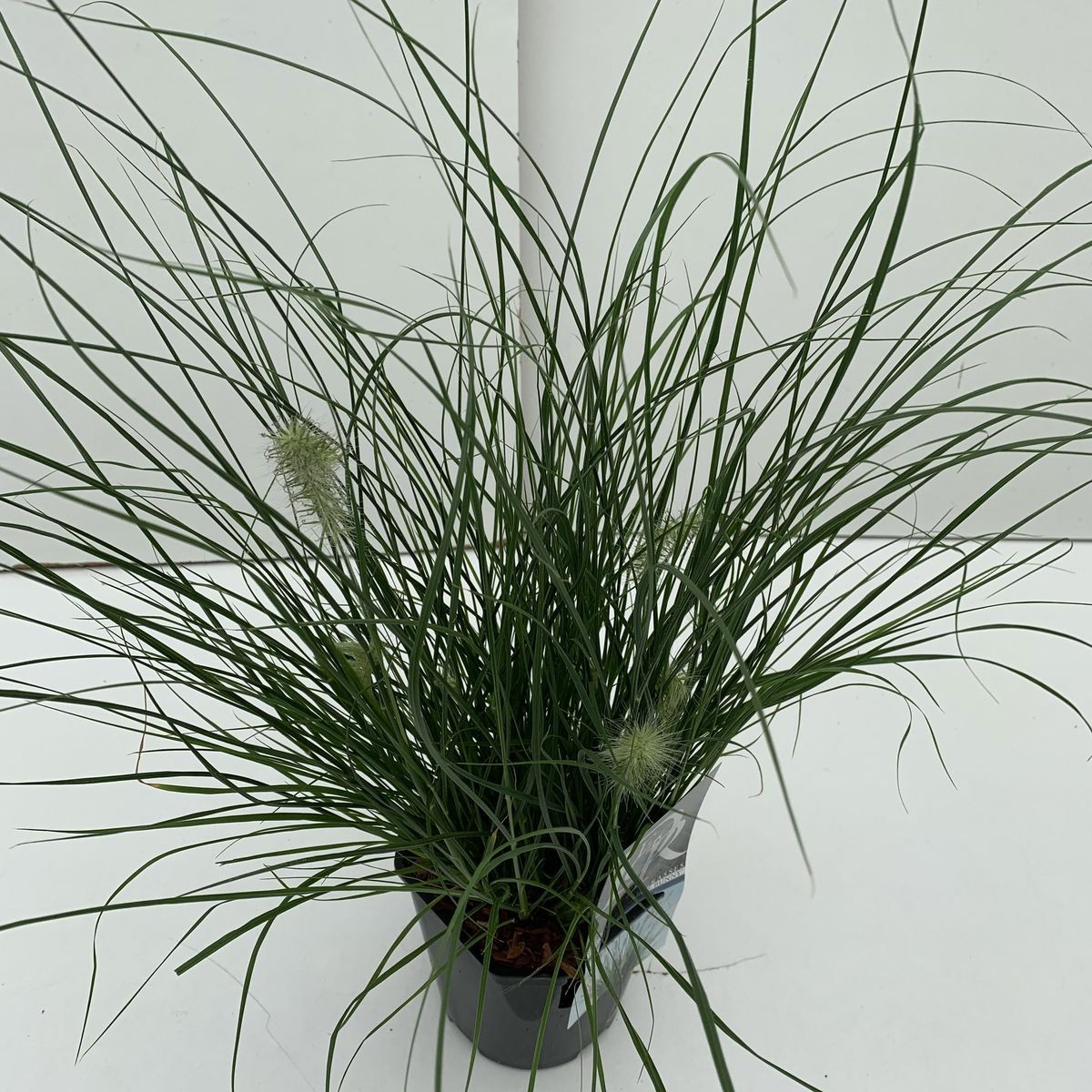 Lauko augalas soruolė, Ø 17, 30 cm, lot. Pennisetum alo. Little Bunny-0