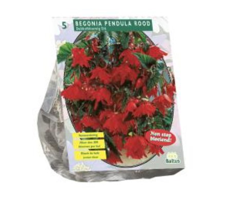 Begonijų svogūnėliai, lot. BEGONIA PENDULA ROOD, 5 vnt-0