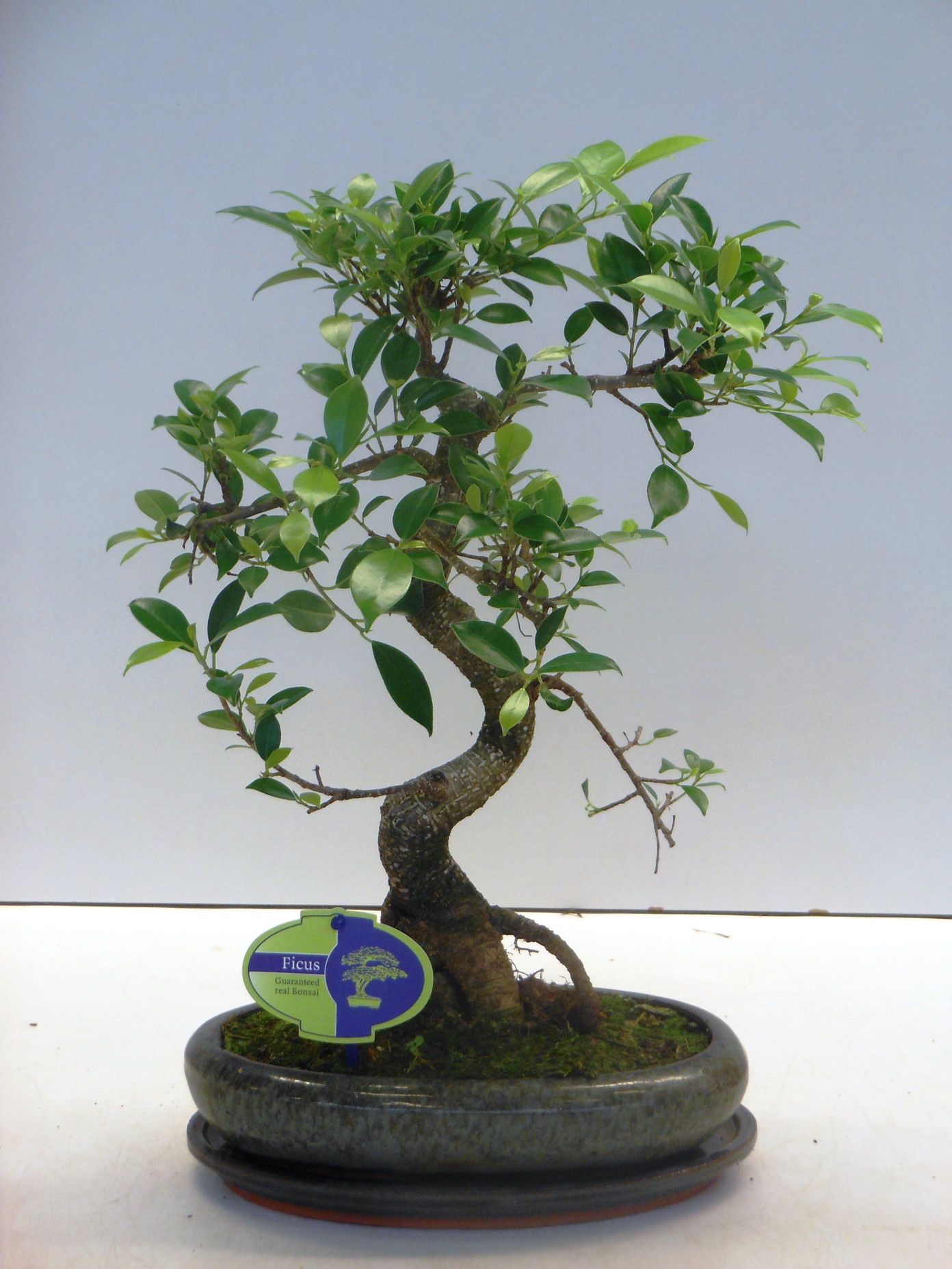 Vazoninis augalas fikusas, Ø 24, 90 cm, lot. FICUS EL-0
