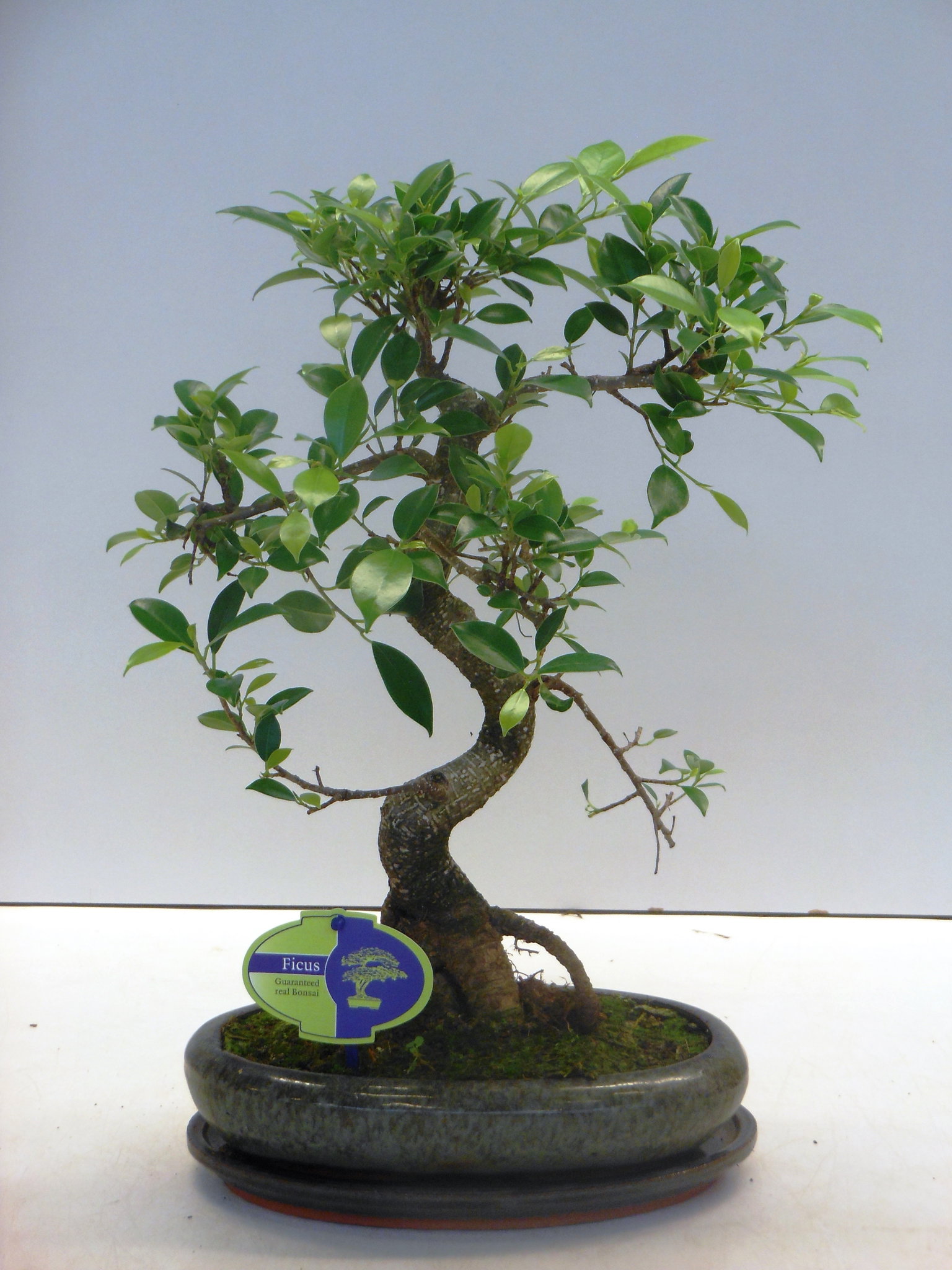 Vazoninis augalas fikusas, Ø 24, 90 cm, lot. FICUS EL-0