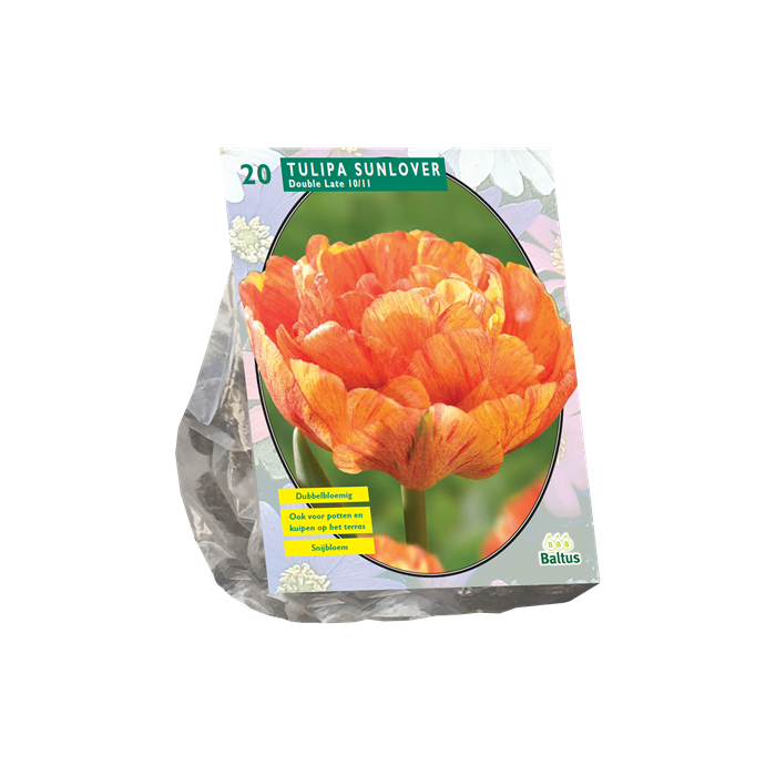 Tulpių svogūnėliai, lot. TULIPA DUBBEL LAAT SUNLOVER, 12 vnt-0