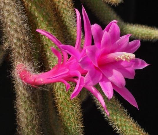 Vazoninis augalas kaktusas, Ø 17, 35 cm, lot. CACTUS CAN MIX