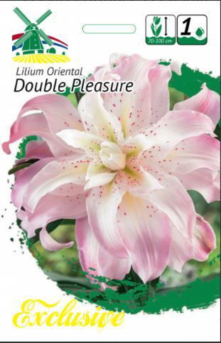 Lelijų svogūnėliai, lot. LILIUM DOUBLE PLEASURE, 1 vnt