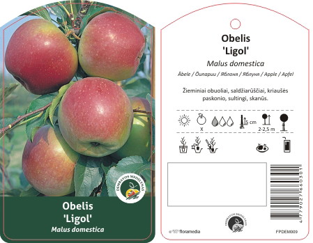 Vaismedis obelis LIGOL, lot. MALUS DOMESTICA-0