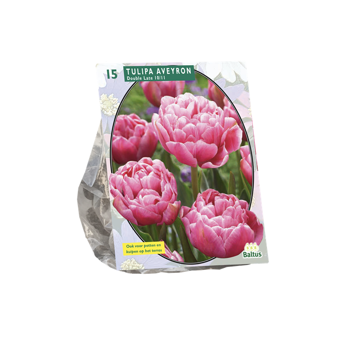 Tulpių svogūnėliai, lot. TULIPA LAAT AVEYRON, 10 vnt-0