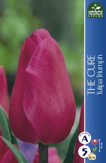 Tulpių svogūnėliai, lot. Tulipa The Cure, 5 vnt.