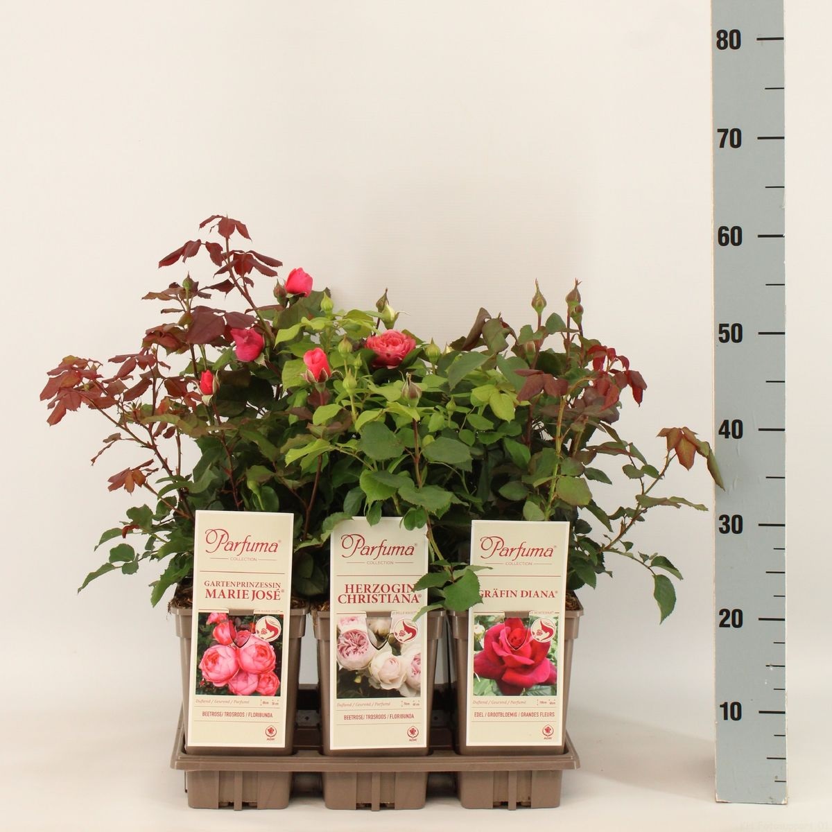 Lauko augalas rožė, Ø 17, 35 - 50 cm, lot. Rosa Parfum de Nature mix-0