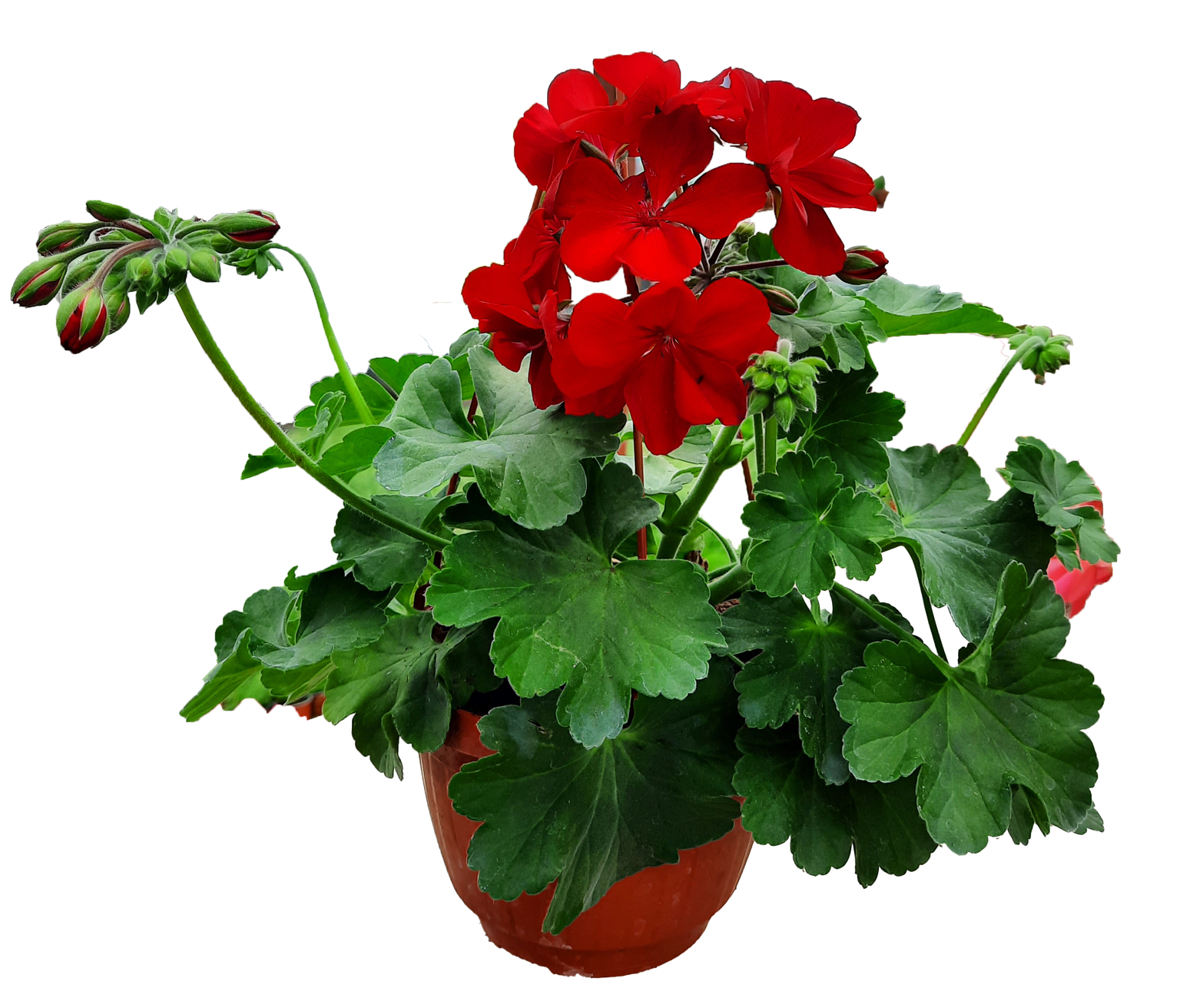 Kabantis lauko augalas pelargonija, Ǿ 15, 25 cm, lot. PELARGONIUM CUMBANITA-0