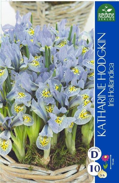 Vilkdalgių svogūnėliai, lot. IRIS KATHARINE HODGKIN, 5 vnt-0