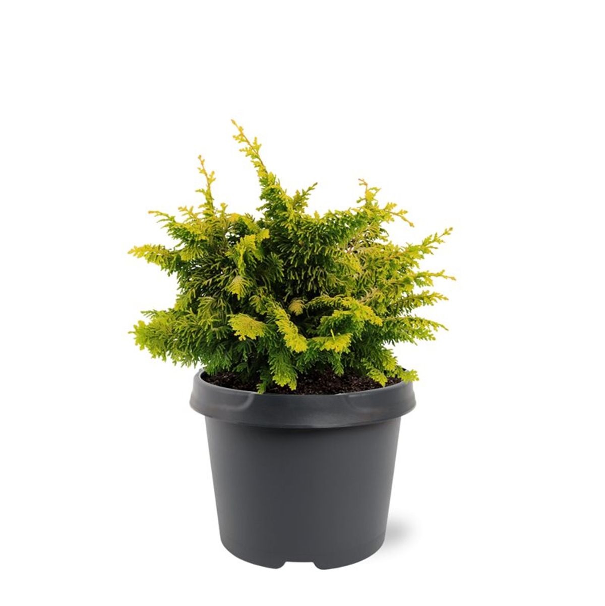Lauko augalas puskiparisis, Ø20, 30 cm, lot. Chamaecyparis obtusa Fernspray Gold-0