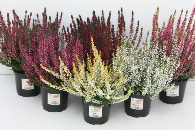 Lauko augalas viržis, 3 spalvos, Ø 13, 25 cm, lot. CALLUNA Trio-0