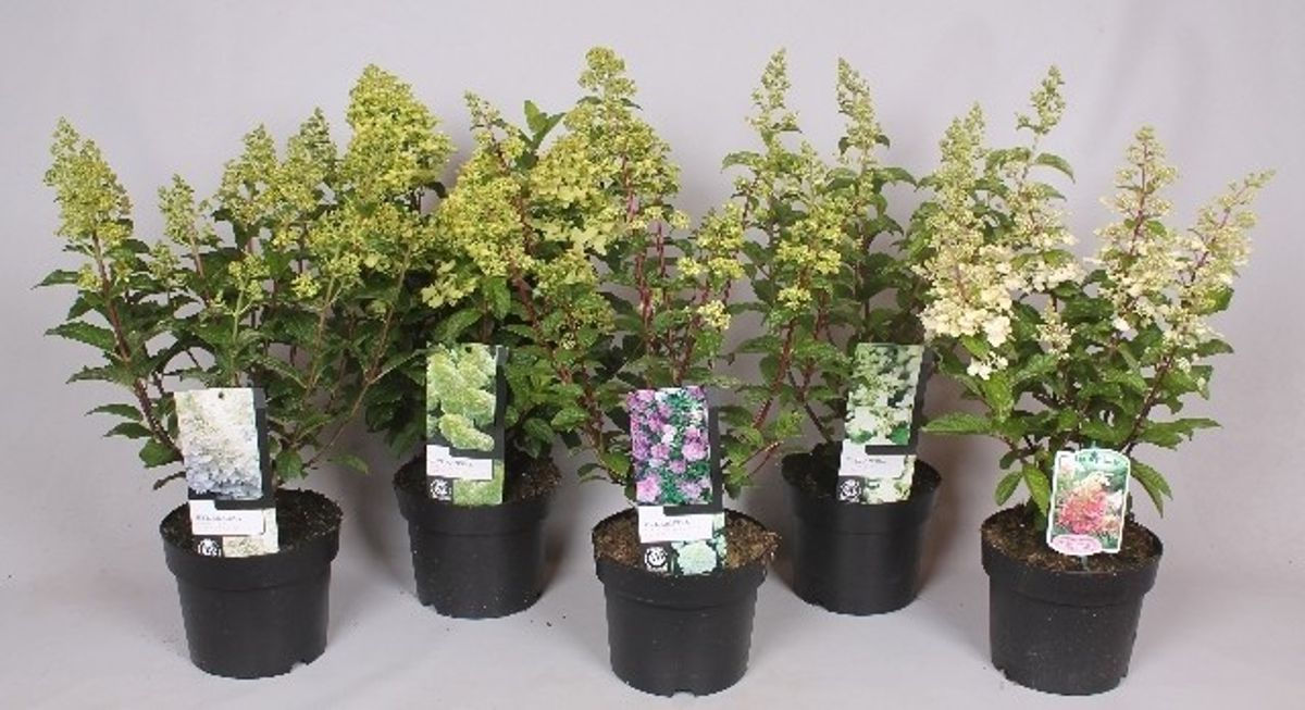 Lauko augalas hortenzija, ant stiebo, Ø 17 , 65 cm, lot. Hydrangea paniculata on stem-0