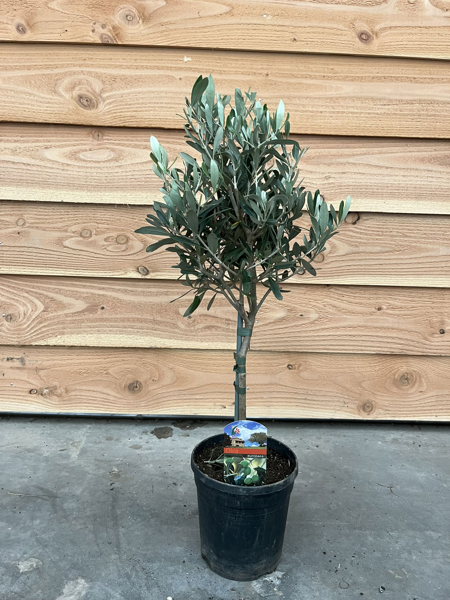 Vazoninis augalas alyvmedis, Ø 15, 55 cm, lot. OLEA EUROPAEA-0