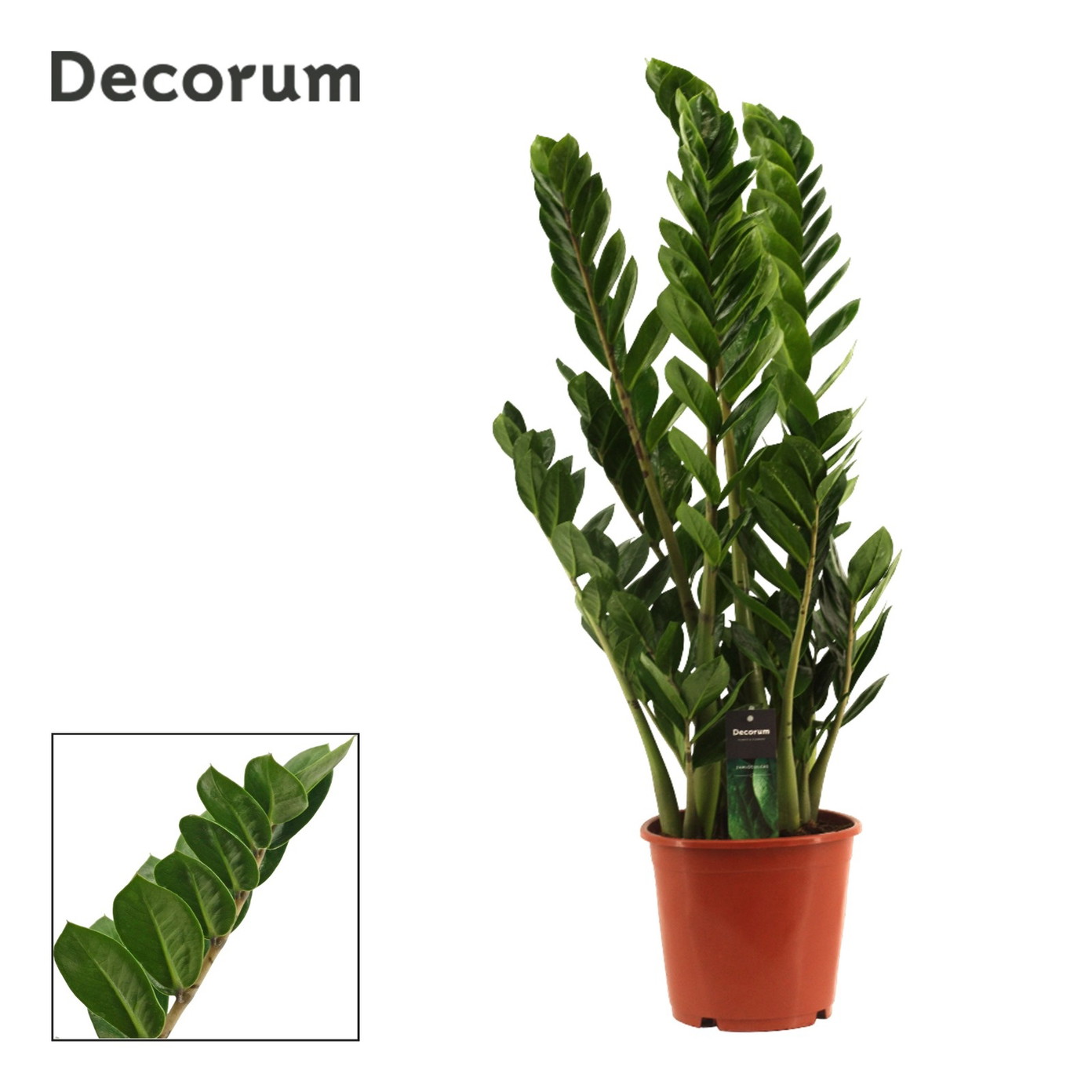 Vazoninis augalas zamiokulkas, Ø 21, 90 cm, lot. ZAMIOCULCAS-0