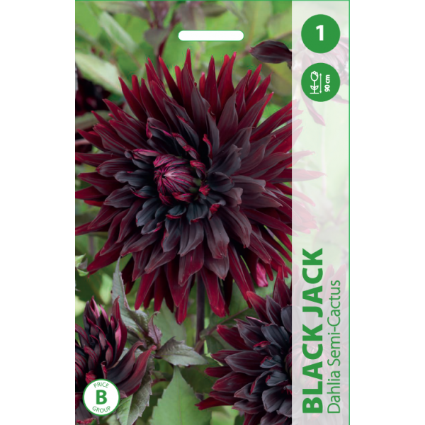 Jurginų svogūnėlis, lot. DAHLIA BLACK JACK, 1 vnt-0