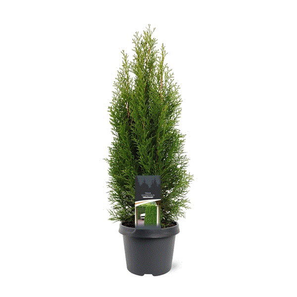 Lauko augalas tuja, auginta vazone, Ø 23, 100 - 120 cm, lot. Thuja Smaragd-0